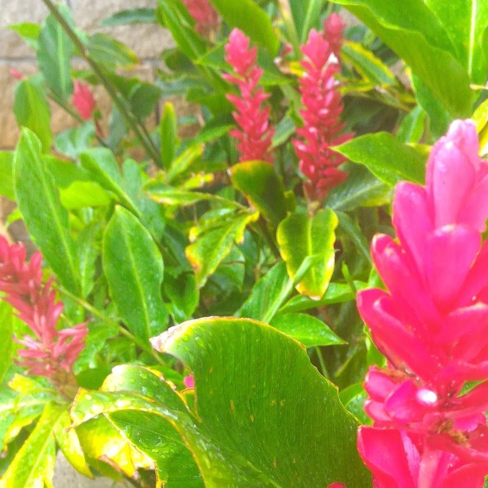 Meet your Posher, Renee